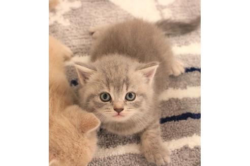 成約済の大阪府のスコティッシュフォールド-7446の4枚目